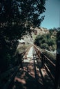 Puente en el bosque