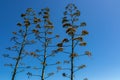 Puerto de la Cruz - Blooming agave cactus plant with clear cloudless blue background. Royalty Free Stock Photo