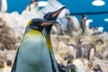 PUERTO DE LA CRUZ, SPAIN - Oct 19, 2017: Penguins in Loro Parque in Puero de la Cruz on Tenerife, Canary Islands, Spain