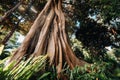 Puerto de la Cruz, Tenerife, islas Canarias, Espa a: Jard n Bot nico, Ficus macrophylla, Columnaris, Moraceae, higuera australiana Royalty Free Stock Photo