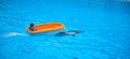 PUERTO DE LA CRUZ, TENERIFE - 13 november 2015: Dolphin show in the Loro Parque, Puerto De La Cruz, Tenerife,Girl playing with on