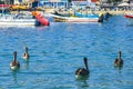 Pelican bird birds swim in water waves Puerto Escondido Mexico