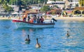 Pelican bird birds swim in water waves Puerto Escondido Mexico