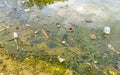 Dirty green polluted and garbage river in Puerto Escondido Mexico