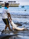 Puerto Lopez, Ecuador - Aug 19, 2016: Fisherman drags a dead shark onto the beach for processing