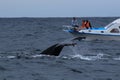 Puerto lopez, Ecuador, 9-7-2019: The tail of a humpback whale, Megaptera novaeangliae, next to a whale watching tour