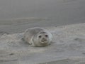 Puerto Madryn - Closeup Seal Elephant