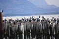 King Cormorant colony, Puerto Natales, Antarctic Patagonia, Chile Royalty Free Stock Photo