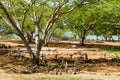 Graves of the first residents of La Isabella settlement in Puerto Plata, Dominican Republic.