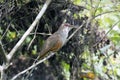 Puerto Rican Lizard-Cuckoo (Coccyzus vieilloti) Royalty Free Stock Photo