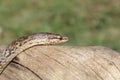 Puerto Rican snake