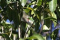 Puerto Rican Tody Royalty Free Stock Photo