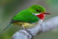Puerto Rican Tody endemic to Puerto Rico Royalty Free Stock Photo