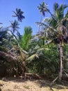 Playa Espinar Aguada Puerto Rico Jungle