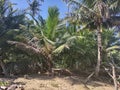 Playa Espinar Aguada Puerto Rico Jungle