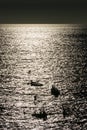 Silhouette of two men/boys on stand up paddle boards amongst small recreational boats moored in the bay, at sunset