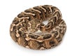 Puff adder