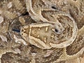 Puff adder