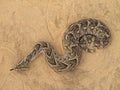 Puff adder