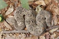 Puff adder Bitis arietans Royalty Free Stock Photo