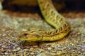 The puff adder (Bitis arietans), a portrait of an adult viper from the Arabian Peninsula Royalty Free Stock Photo