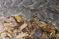 Puff adder Bitis arietans Royalty Free Stock Photo