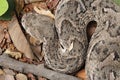 Puff adder Bitis arietans Royalty Free Stock Photo