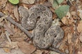 Puff adder Bitis arietans Royalty Free Stock Photo