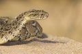 Puff Adder, (Bitis arietans) South Africa Royalty Free Stock Photo