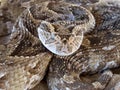 Puff adder