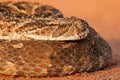 Puff adder portrait Royalty Free Stock Photo