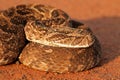 Puff adder portrait Royalty Free Stock Photo