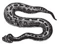 Puff adder, vintage illustration