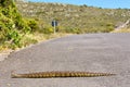 Puff adder viper (Bitis arietans) crossing road Royalty Free Stock Photo