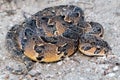 Puff Adder (Bitis arietans), a highly venomous snake from South Africa Royalty Free Stock Photo