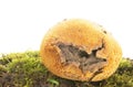 Puff ball fungi