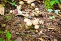 Puff ball fungi