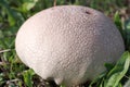 Puff-ball mushroom Royalty Free Stock Photo