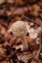 Puff ball mushroom in autumn forest. Royalty Free Stock Photo
