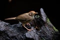 Puff throated babbler or spotted babbler bird