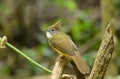 Puff-throated bulbul (Criniger pallidus) Royalty Free Stock Photo