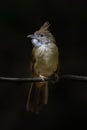 Puff-throated Bulbul perching on a perch looking into a distance Royalty Free Stock Photo