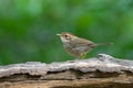 Puff-throated spotted Babbler bird in brown with streaks on breast and belly