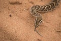 Puffadder1 Royalty Free Stock Photo