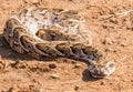 Puffadder in the road, Kruger Park Royalty Free Stock Photo