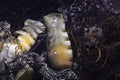 Puffadder shyshark eggs underwater on the reef Royalty Free Stock Photo