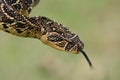 Puffadder Snake Royalty Free Stock Photo