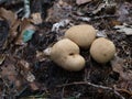Puffball Royalty Free Stock Photo