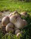 Puffball Fungi