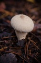 puffball fungus or in Latin Calvatia excipuliformis, growing in the forest on the humid soil between the autumn leaves and early. Royalty Free Stock Photo